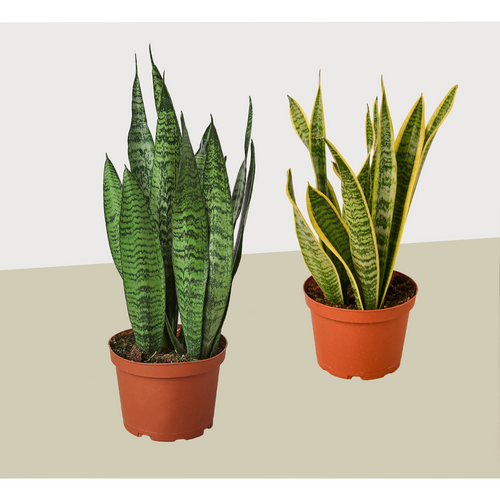 2 Snake (Sansevieria) Plant Variety Pack/ 6